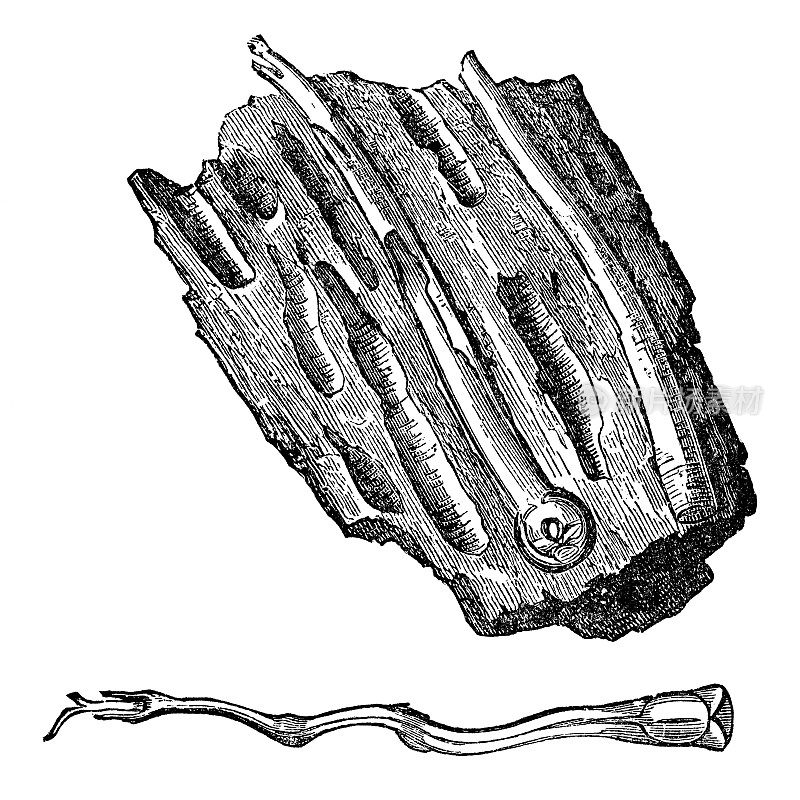 挪威船虫(Nototeredo Norvagica)与木头显示隧道- 19世纪